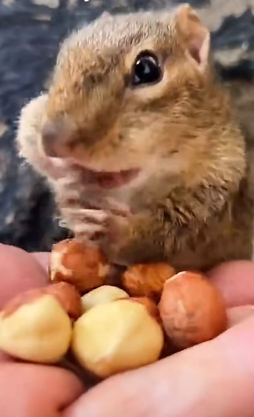 The real Squishy eating peanuts from a hand